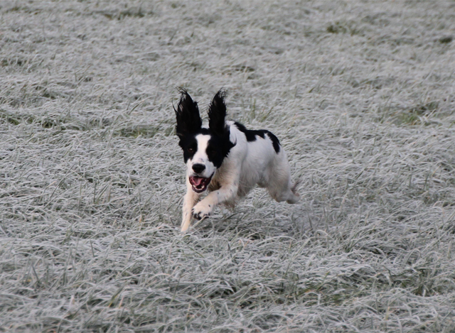 Holly the Psycho Spaniel